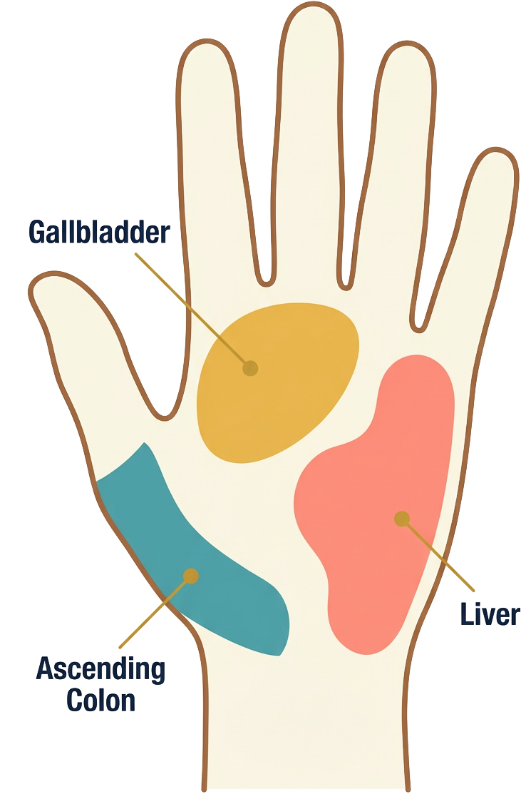 Right hand reflexology chart — 右手反射区